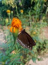 Drinks time of the beautiful butterfly