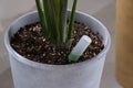 Drip fertilizer for potted plants, growth acceleration, home plant care. A bottle of liquid is inserted into the soil in a pot