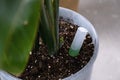 Drip fertilizer for potted plants, growth acceleration, home plant care. A bottle of liquid is inserted into the soil in a pot