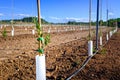 Drip irrigated crops in a rainfed area Royalty Free Stock Photo