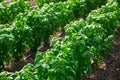 Drip irrigation of basil plants on farm field Royalty Free Stock Photo