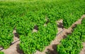 Drip irrigation of basil plants on farm field Royalty Free Stock Photo