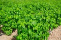 Drip irrigation of basil plants on farm field Royalty Free Stock Photo