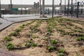 Drip Irrigation in the city of Dubai, United Arab Emirates