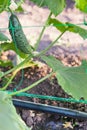 Drip irrigation on cucumber bed Royalty Free Stock Photo