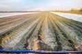 Drip irrigation on the field. Benefits : early harvest, water saving. Growing organic vegetables. Farming. Agriculture. Spring.