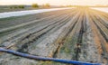 Drip irrigation on the field. Benefits : early harvest, water saving. Growing organic vegetables. Farming. Agriculture. Spring.