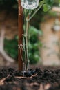 Drip irrigation of growing vegetables for poor Royalty Free Stock Photo