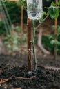 Drip irrigation of growing vegetables for poor Royalty Free Stock Photo