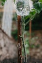 Drip irrigation of growing vegetables for poor Royalty Free Stock Photo