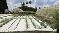 Drip Irrigation and High Tech Mulching in an Experimental Herb Garden in Israel