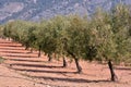 Drip irrigation in an olive plantation Royalty Free Stock Photo