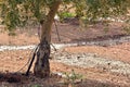 Drip irrigation in an olive plantation Royalty Free Stock Photo