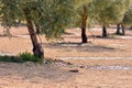 Drip irrigation in an olive plantation Royalty Free Stock Photo