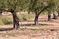 Drip irrigation in an olive plantation Royalty Free Stock Photo