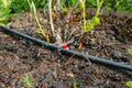 Drip irrigation. The photo shows the irrigation system in a raised bed. Blueberry bushes sprout from the litter against drip irrig Royalty Free Stock Photo