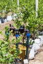 Drip irrigation system on blueberry plantation close up
