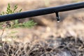 Drip Irrigation System Close Up Royalty Free Stock Photo