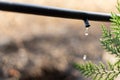 Drip Irrigation System Close Up Royalty Free Stock Photo