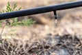 Drip Irrigation System Close Up Royalty Free Stock Photo