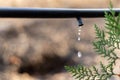 Drip Irrigation System Close Up Royalty Free Stock Photo