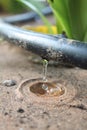 Drip Irrigation System Close Up - Stock Image