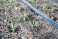 Drip Irrigation System Close Up. Water saving drip irrigation system. Royalty Free Stock Photo