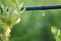 Drip Irrigation System Close Up Royalty Free Stock Photo