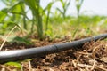 Drip Irrigation System Close Up. Water saving drip irrigation system Royalty Free Stock Photo