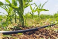 Drip Irrigation System Close Up. Water saving drip irrigation system Royalty Free Stock Photo