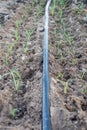 Drip Irrigation System Close Up. Water saving drip irrigation system. Royalty Free Stock Photo