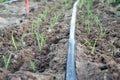 Drip Irrigation System Close Up. Water saving drip irrigation system. Royalty Free Stock Photo