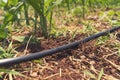 Drip Irrigation System Close Up. Water saving drip irrigation system Royalty Free Stock Photo