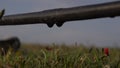 A drip irrigation system dribble in field. Close up view.