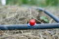 Drip irrigation system in the field or garden. Royalty Free Stock Photo