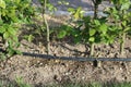 Drip irrigation system. Garden irrigation drip hose. Special hose for drip irrigation.