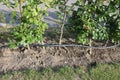 Drip irrigation system. Garden irrigation drip hose. Special hose for drip irrigation.