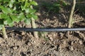 Drip irrigation system. Garden irrigation drip hose. Special hose for drip irrigation.