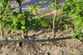 Drip irrigation system. Garden irrigation drip hose. Special hose for drip irrigation.