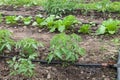 Drip irrigation system