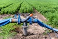Drip irrigation system. Water saving drip irrigation system being Royalty Free Stock Photo