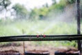 Drip Irrigation System. Water saving drip irrigation system being used in farm Royalty Free Stock Photo