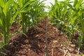 Drip Irrigation System. Water saving drip irrigation system