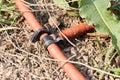 drip irrigation tubes laid on a flower bed Royalty Free Stock Photo