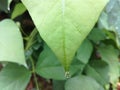 Drip of a leaf in a tree. A leaf of a tree after the rains.