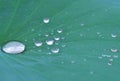 Drip in lotus leaf Royalty Free Stock Photo