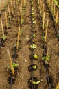 Drip tape irrigation Royalty Free Stock Photo