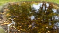 Dripping faucet with yellow autumn leaves by the pond