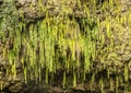Dripping ferns hanging down at Fern Grotto on Wailua river in Kauai Royalty Free Stock Photo