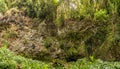 Dripping ferns hanging down at Fern Grotto on Wailua river in Kauai Royalty Free Stock Photo